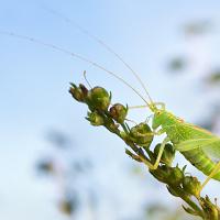 Oak Bush Cricket 